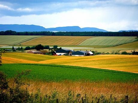 Terenurile agricole, cu 50% mai scumpe în ultimii trei ani